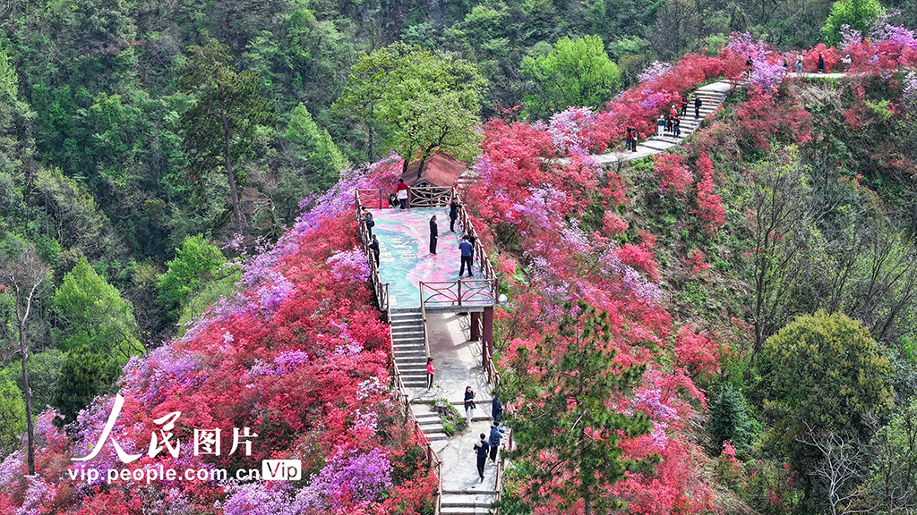 安徽岳西：杜鹃花开迎客来